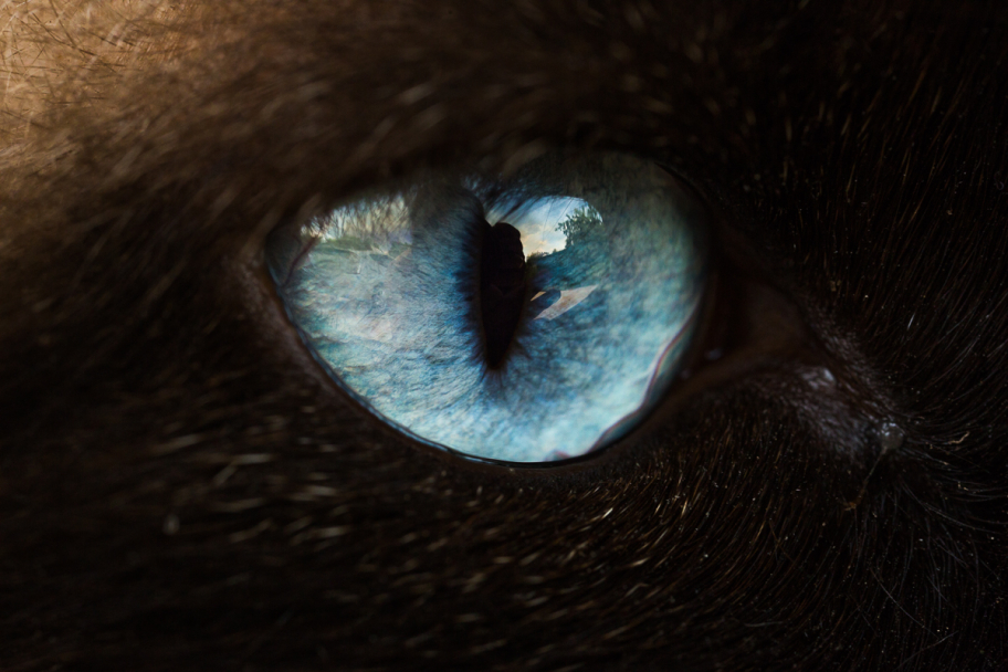 котоглаз: Макро кошачьего глаза