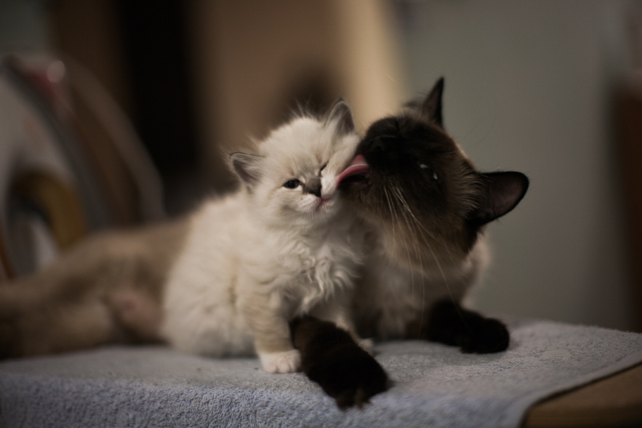 мама есть мама: Процесс вылизывания котенка кошкой-матерью