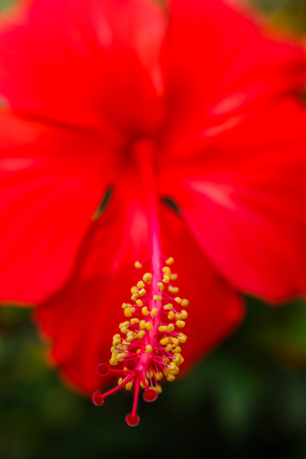 Гибискус: Красный гибискус, традицоннное растение для штата Керала, Индия. Растёт в естественных условиях.