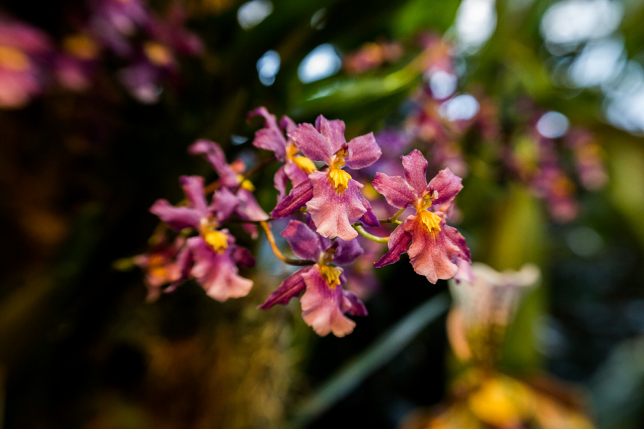 розовая орхидея: Орхидея из теплицы Аптекарского огорода, Москва, Россия