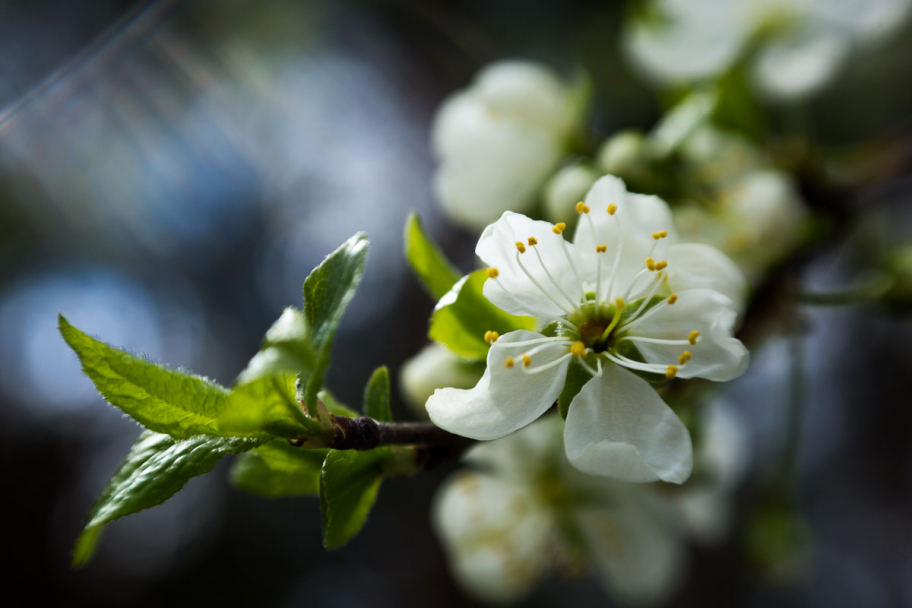 яблоня цветёт: Яблони в 2015 году красиво цвели и хорошо завязались.