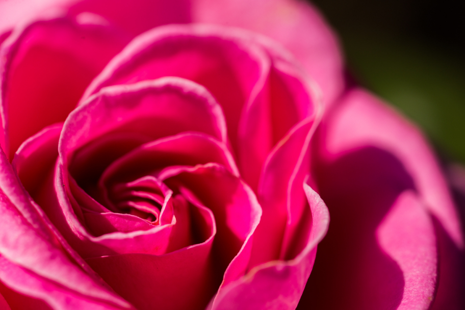 розовая роза: бутон розовой розы