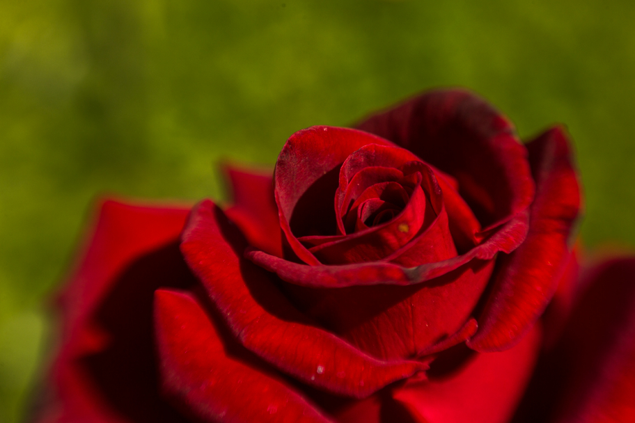 красная роза: 