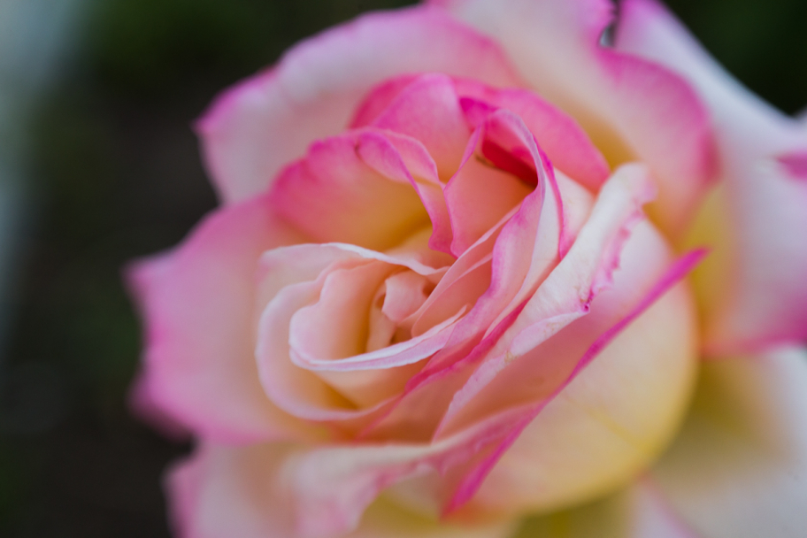 бело-розовая роза: 