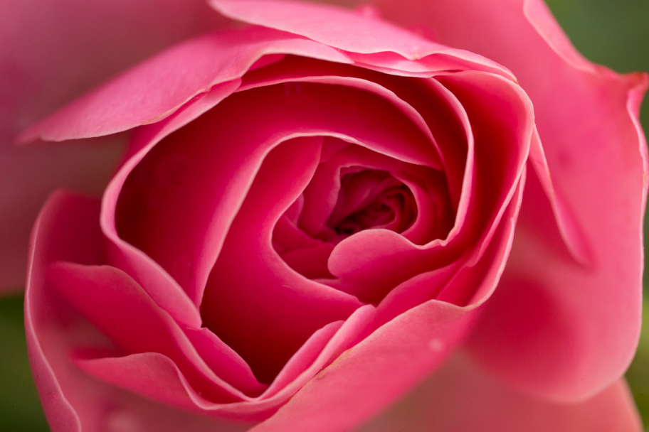 розовая роза: Макрофото цветка розовой розы