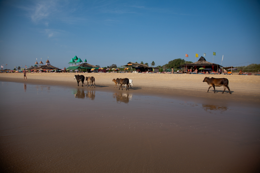 пляж Кандолим: Священные индийские коровы совершают ежедневную прогулку по пляжу в Калангуте, Гоа, Индия.