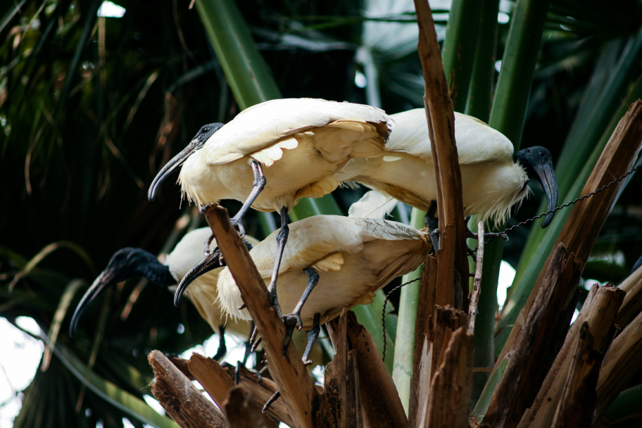 белые птички: Белые птицы с длинными изогнутыми клювами сидят на пальме. 