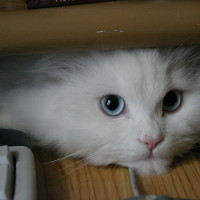 котики