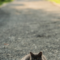 котики