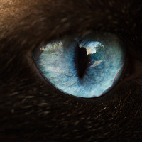 котики