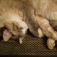 котики