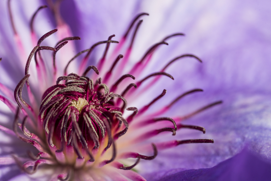 соцветие клематиса: 