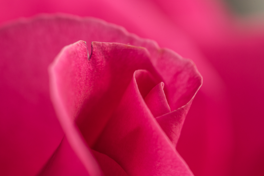 кусочек розового: Цветок розовой розы крупным планом, макросъемка цветка розы.