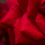 кусочек красной розы
