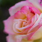 бело-розовая роза