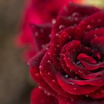 красная роза в росе