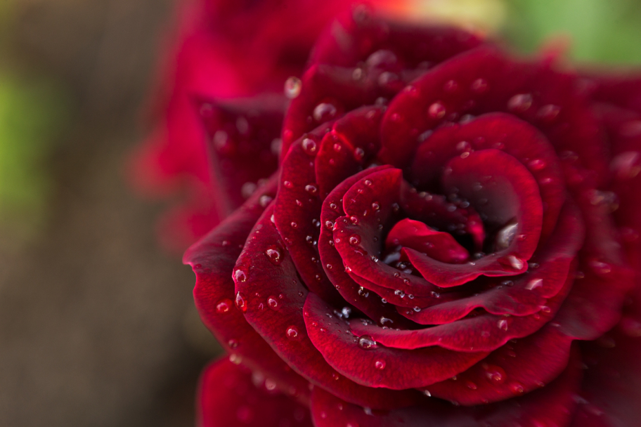красная роза в росе: Цветок тёмно-красной бархатистой розы с капельками росы на лепестках.