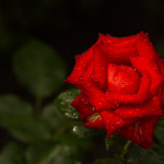 роза после дожя