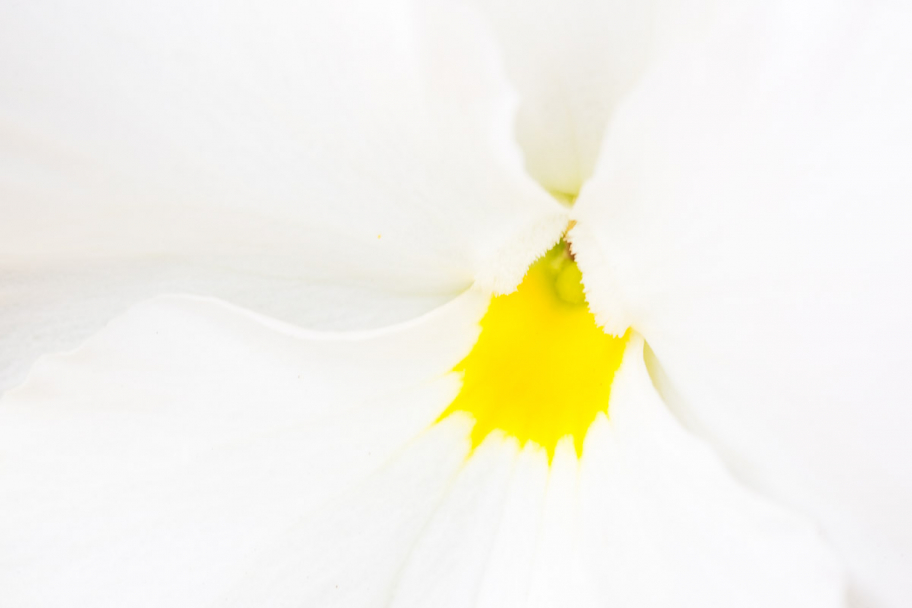 щячло маргаритки: 