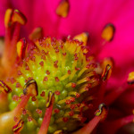 розовый цветок клубники