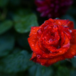 красная роза в росе