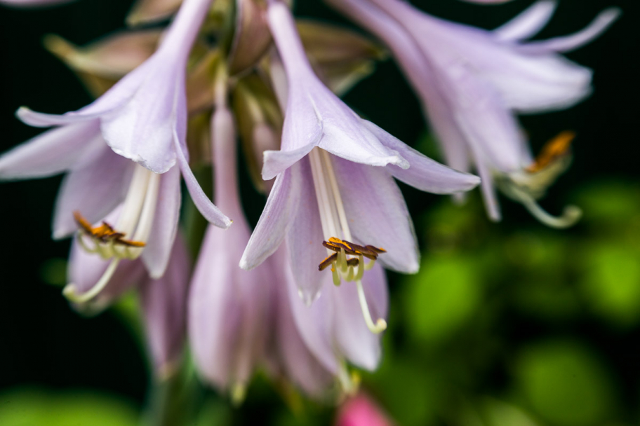 цветы хосты: 