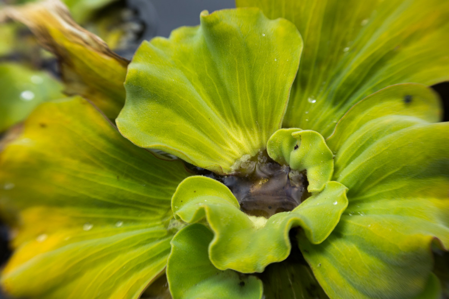 пистия: Пи́стия (лат. Pistia) — монотипный род семейства Ароидные (Araceae), включающий единственный вид многолетних травянистых плавающих растений Пи́стия слои́стая, или Пи́стия телорезови́дная, или Водяно́й лату́к (лат. Pistia stratiotes) (с) Wikipedia