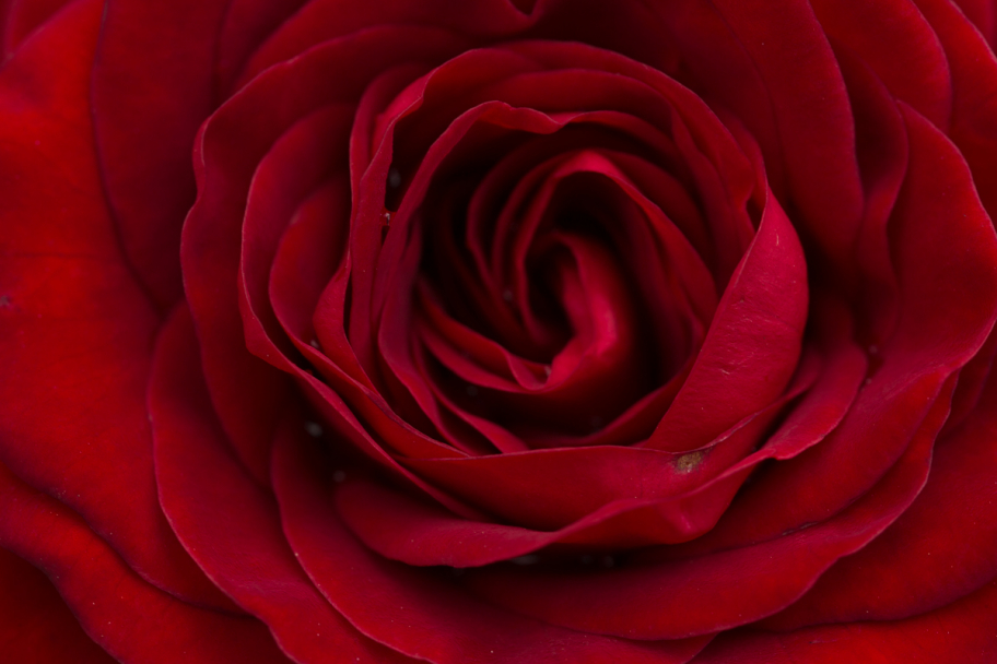 сердце красной розы: Цветок красной розы крупным планом