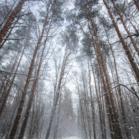 окружающее