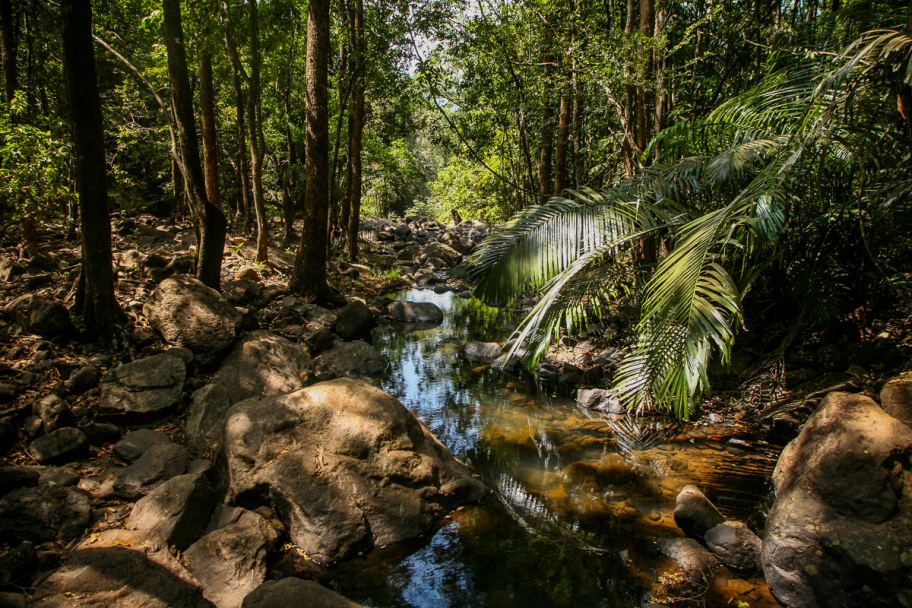 Гоанские джунгли: Гоанские джунгли близ водопада Дудхсагар, Гоа, Индия.