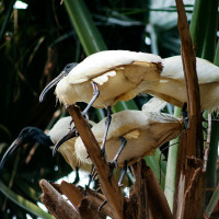 окружающее